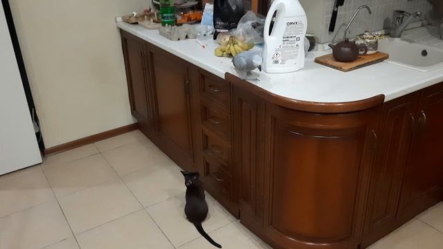 Попугай Жако Ники.mp4