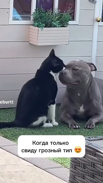 Как бы грозный тип