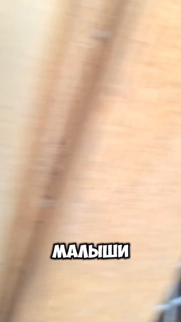 Переезд кроликов