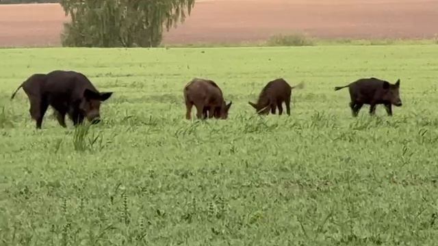 кабаны поле горох