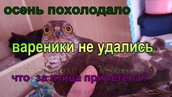 № 902  осень похолодало // вареники не удались // что за птица прилетела?