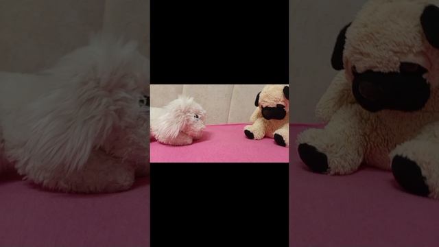 Школа собак