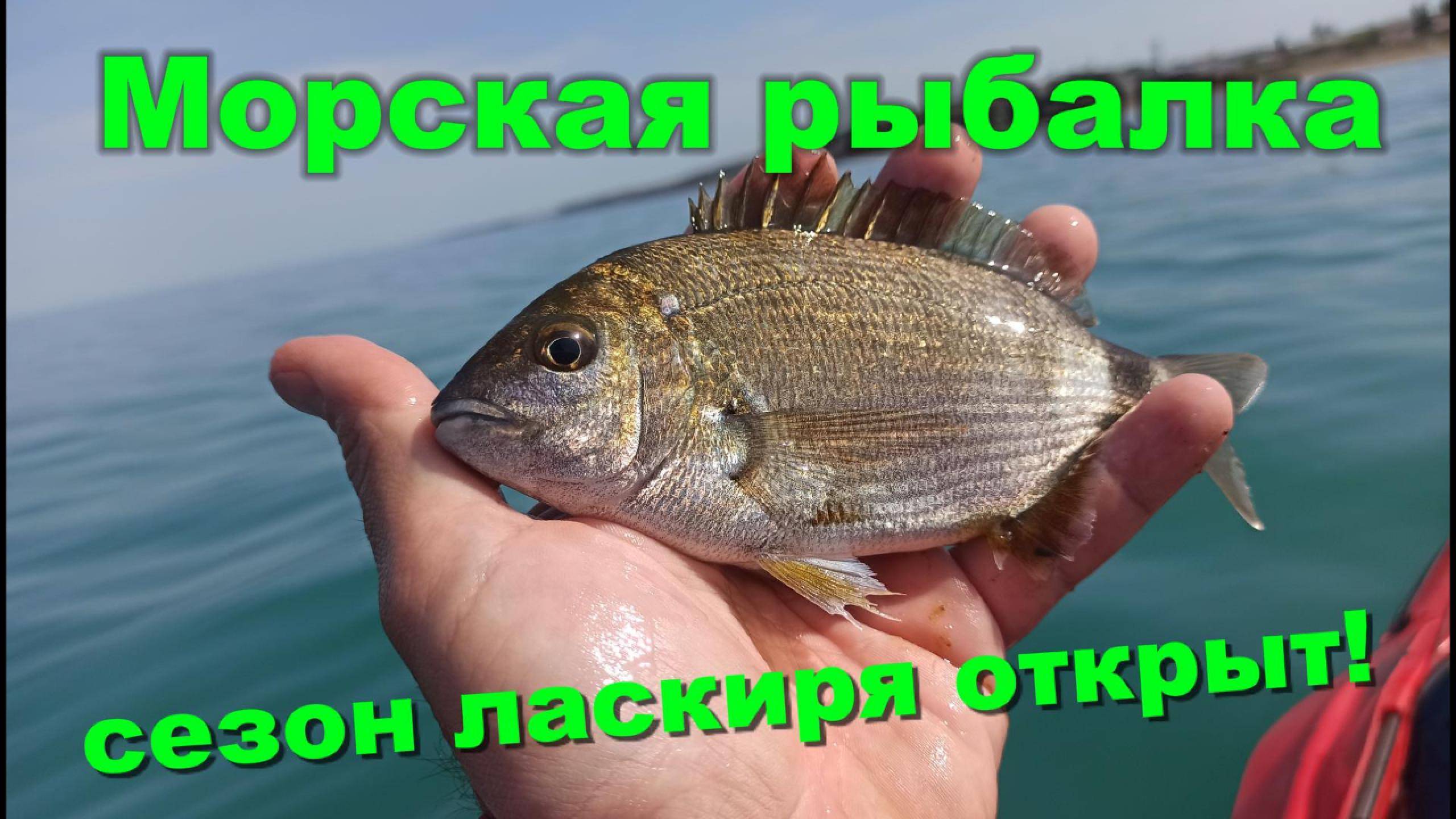 Морская рыбалка. Сезон ласкиря открыт!