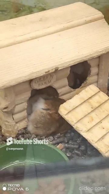 Крысиные будни | Rat s daily life #yappy