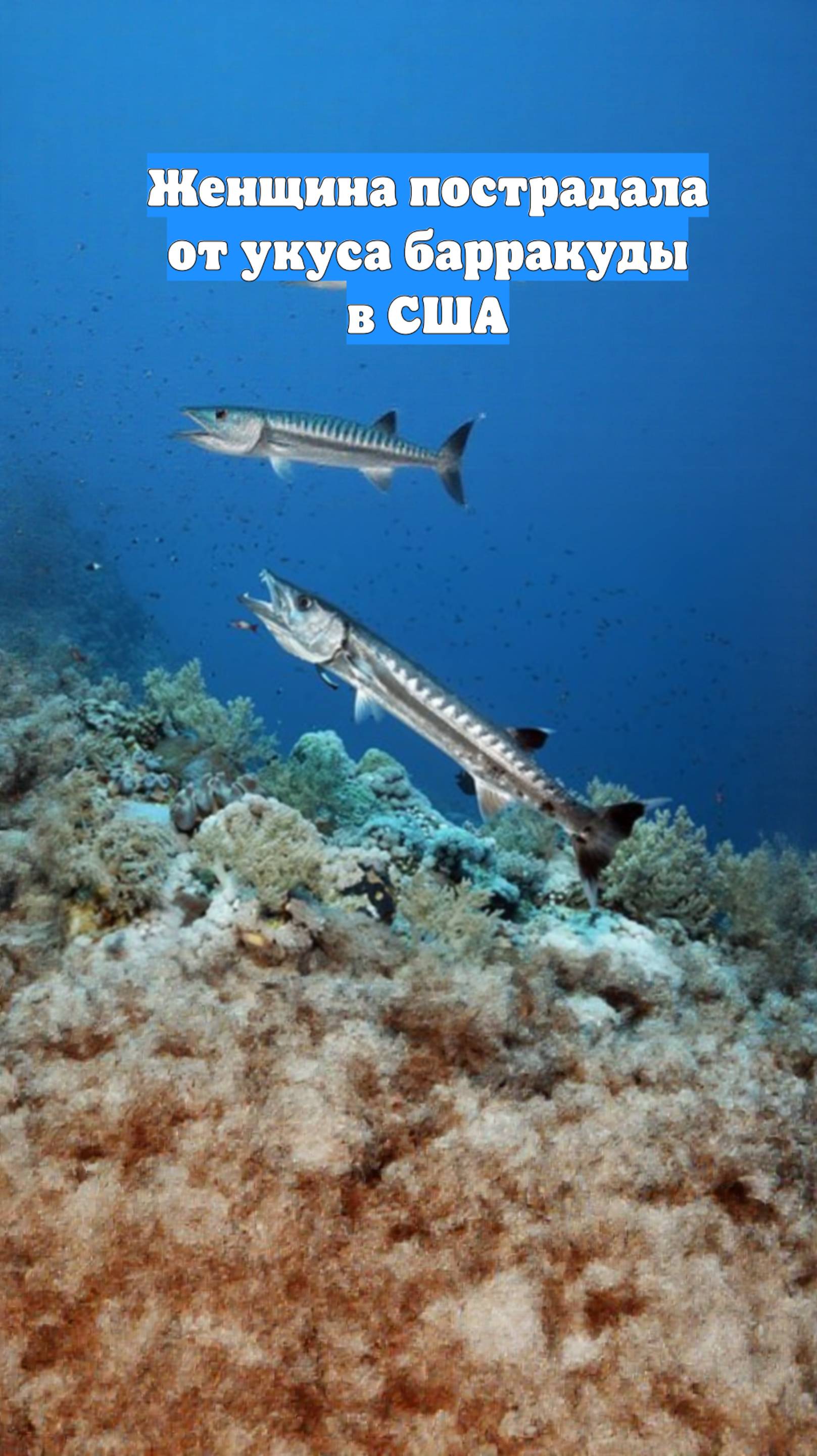 Женщина пострадала от укуса барракуды в США