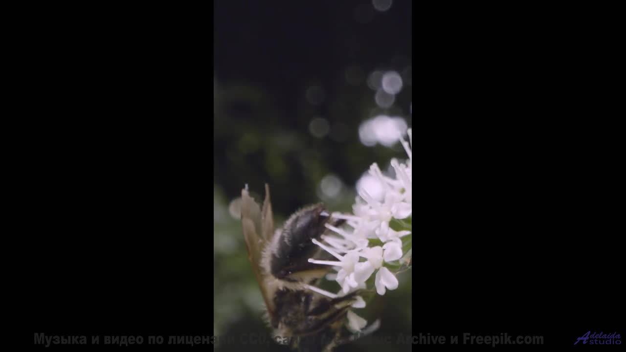 Эти кадры с музыкой - мощнее любого релакса - Examples -- Ketsa -- The New World