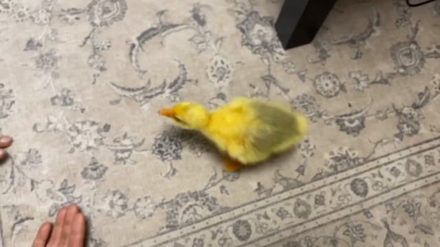Вася москвич🦆