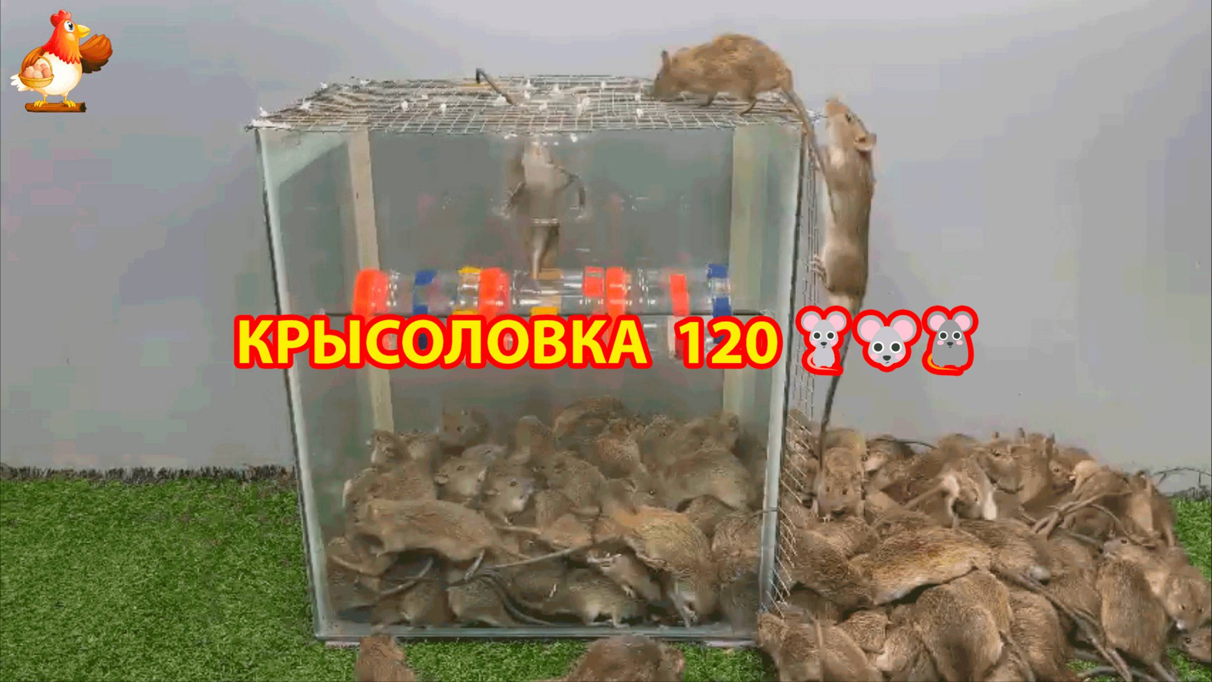 Крысоловка вариант (120) 🐀 Как сделать крысоловку своими руками и поймать кучу крыс 🐀🐁🐀