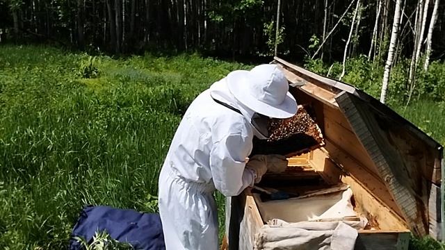 Делю пчёл на две части.