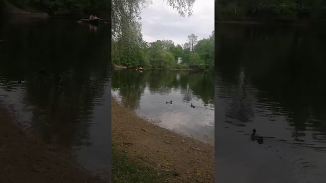 Тюльпаны на Елагином острове
