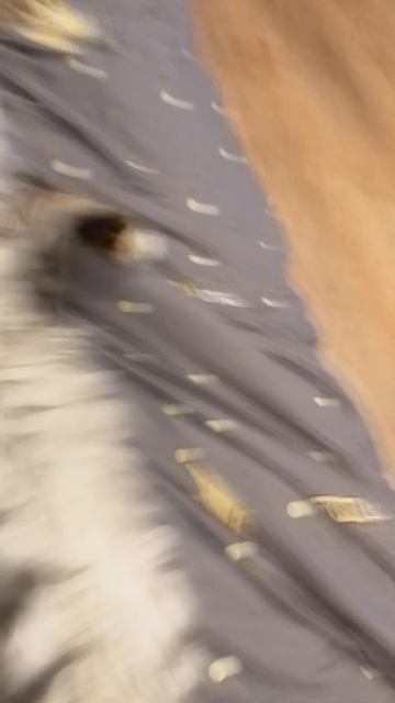 знакомства с моим котом его зовут Тайсон