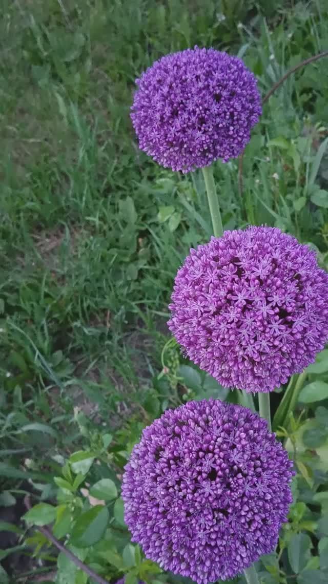 Цветение  декоративного лука