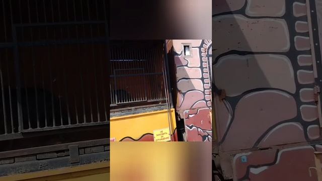 #зоопарк