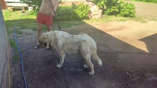 Водные процедуры Грея