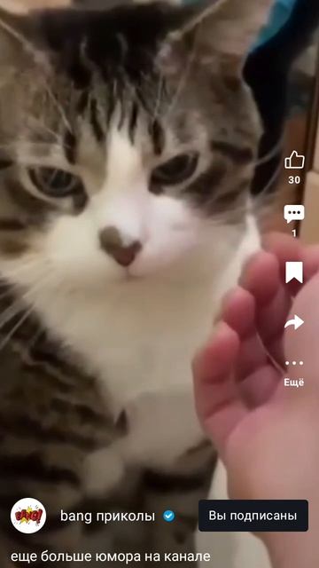 бедный котик😒