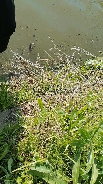 VID_20250531_165627.mp4