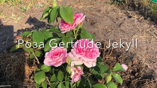 Роза Гертруда Джекилл