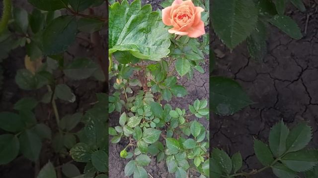 Моя самая маленькая роза