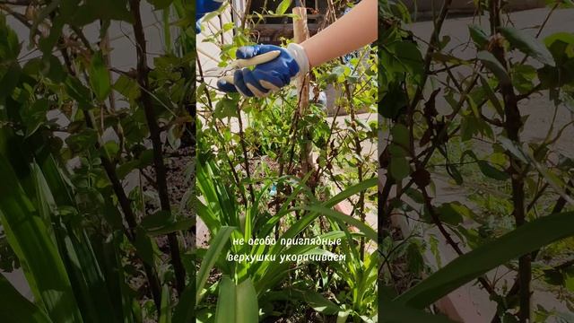 Высокая роза🌹Обрезка и подкормка