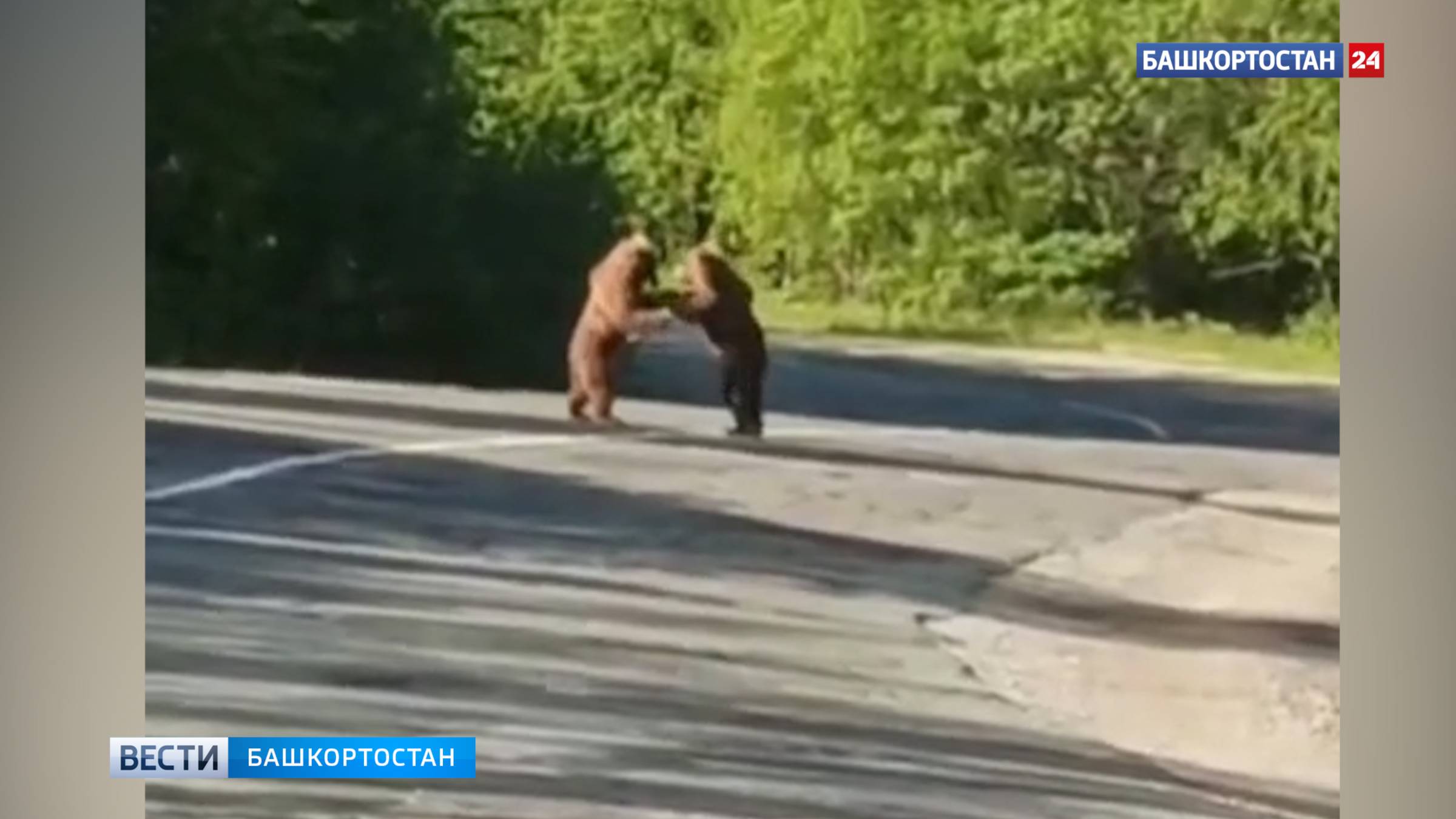 Медвежьи бои посреди дороги сняли на видео в Башкортостане