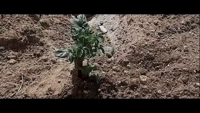 Компостный ящик Компост Секреты картофельной грядки