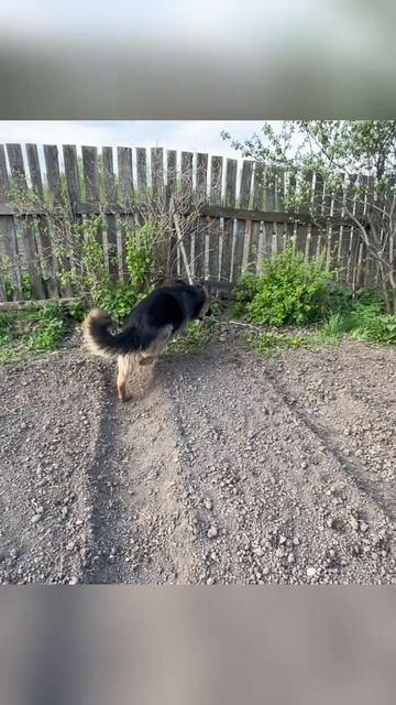Только по тропинке)