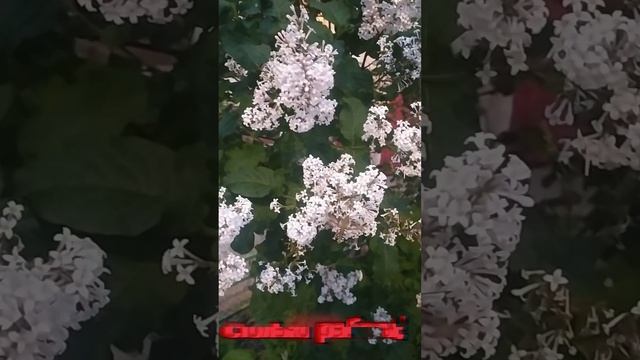 Жужа трудяга