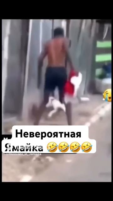 Ямаец против собаки