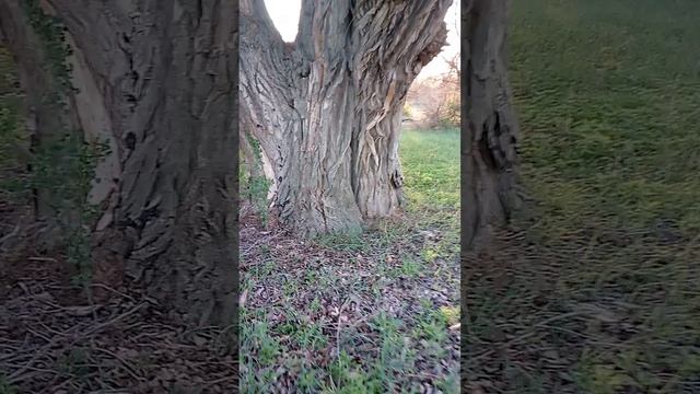 старинное дерево