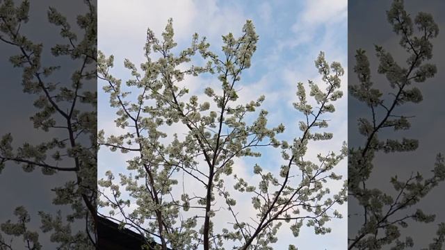 Весенние кружева 🎋 1000007774.mp4
