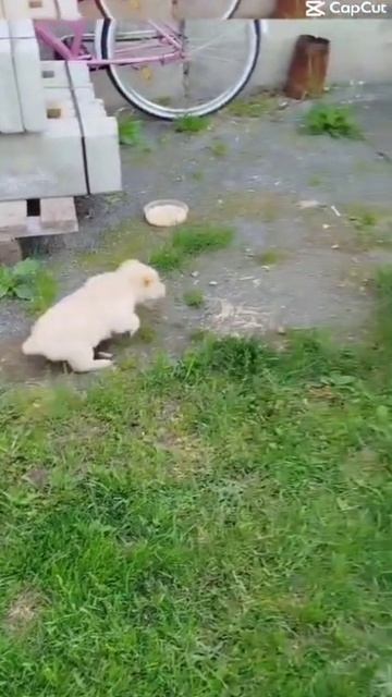 Колобки в добрые руки: Молли и Мони.mp4