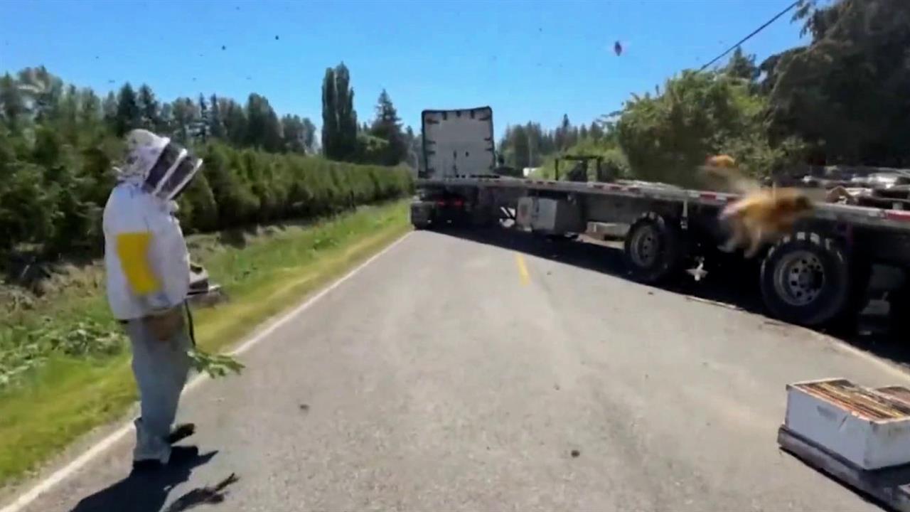 В США 250 млн пчел вылетели из перевернувшейся фуры: видео