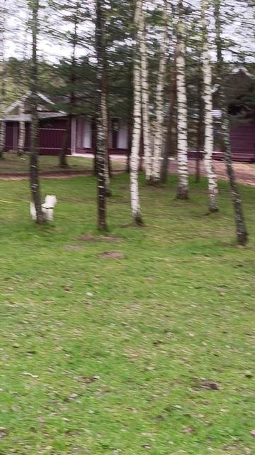 снова зайцы.mp4