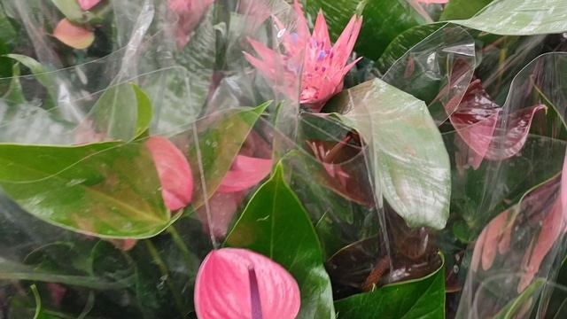31.05.25 Планета лета🌺. Обзор и просто приятная прогулка 🌺