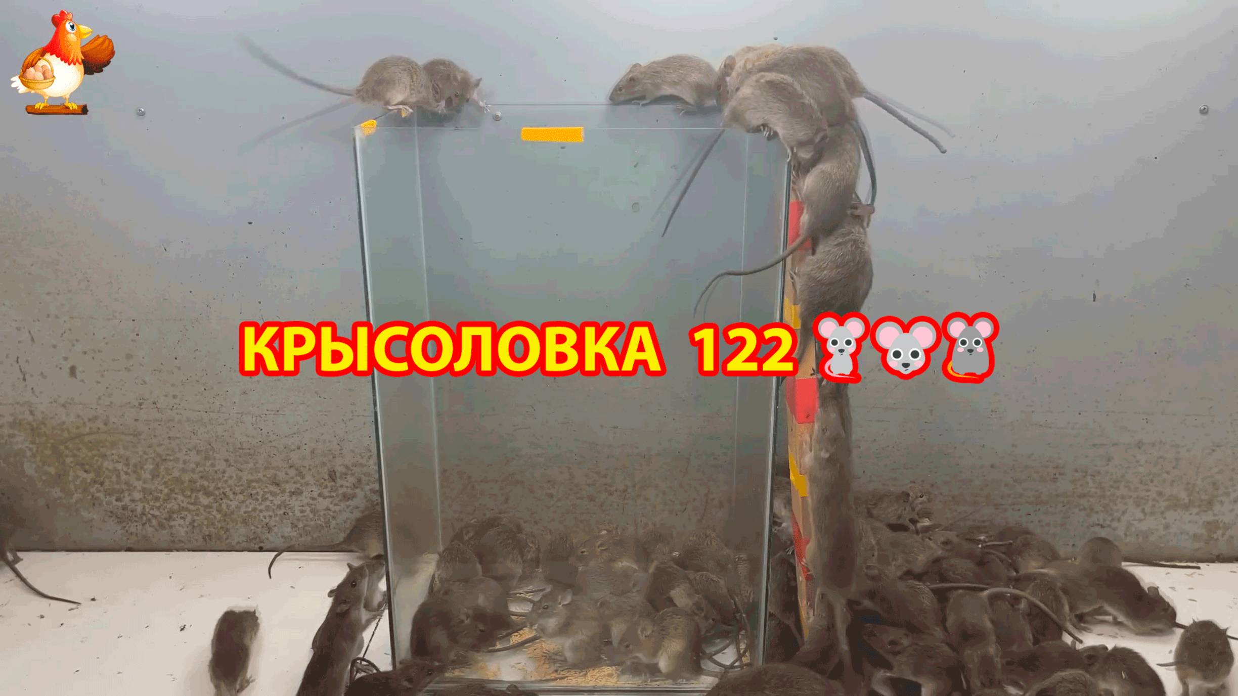 Крысоловка вариант (122) 🐀 Как сделать крысоловку своими руками и поймать кучу крыс 🐀🐁🐀