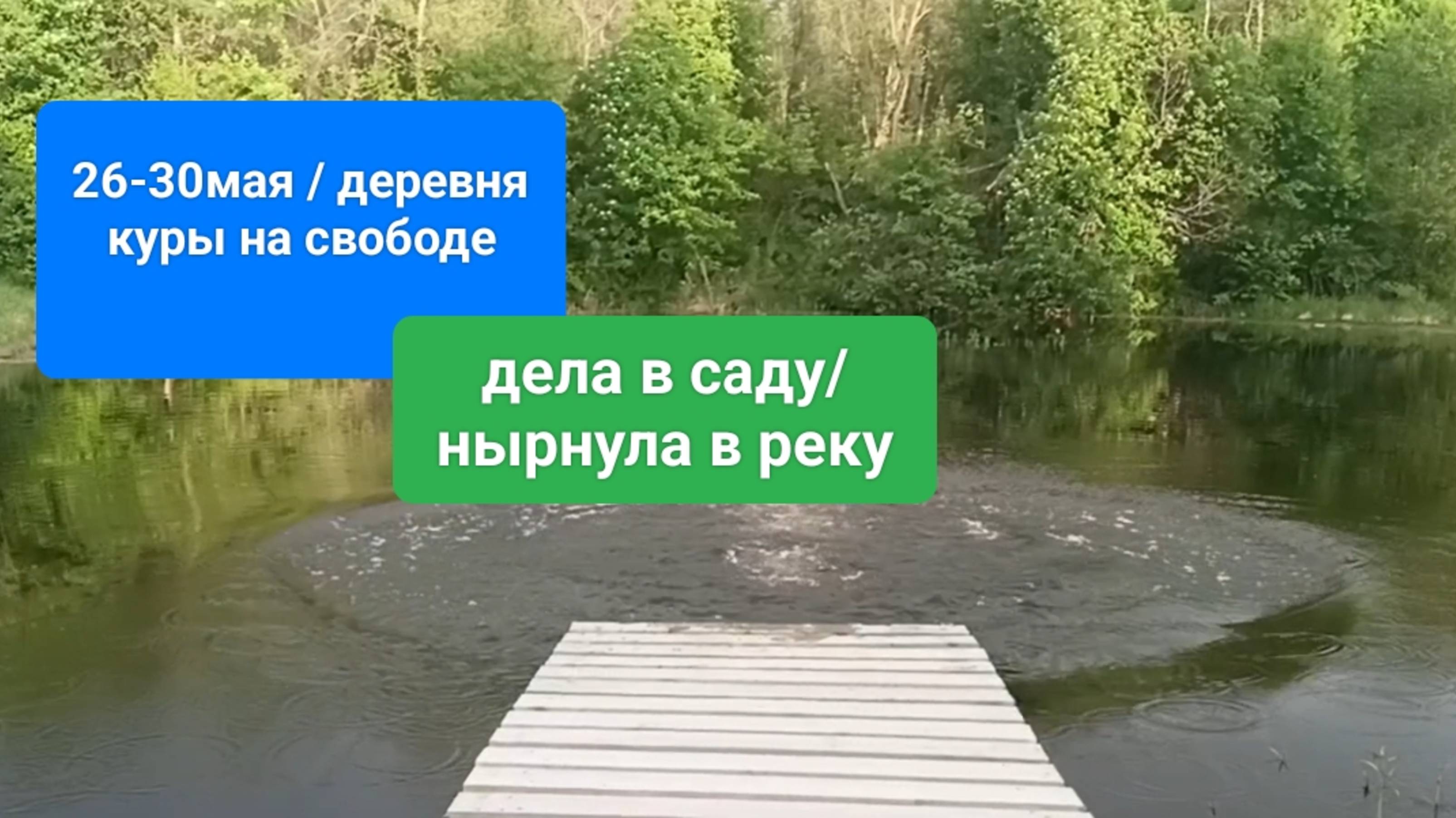 26-30мая/деревня
Куры на свободе/
Дела в саду/
Нырнула в реку