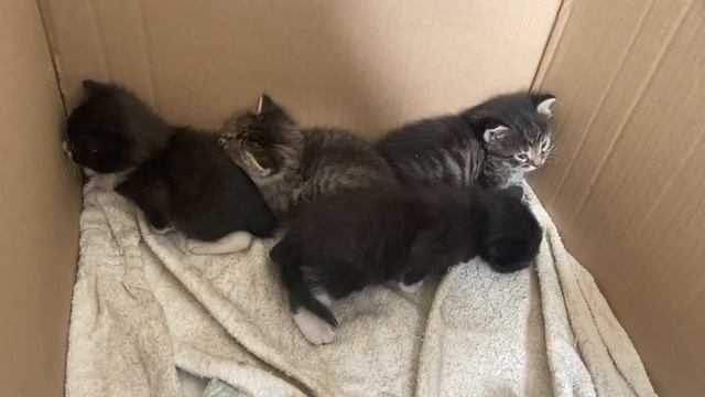 Котёныши-невдуплёныши
