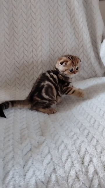 Шотландский вислоухий котёнок
