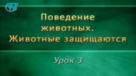 Животные защищаются # 3. Предупреждающая и отпугивающая окраска
