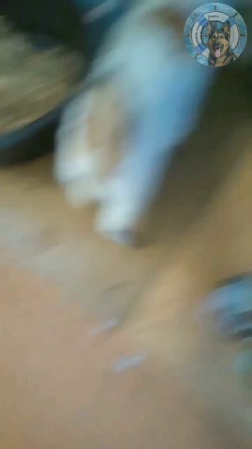 Кошка Весна приняла чужого котенка