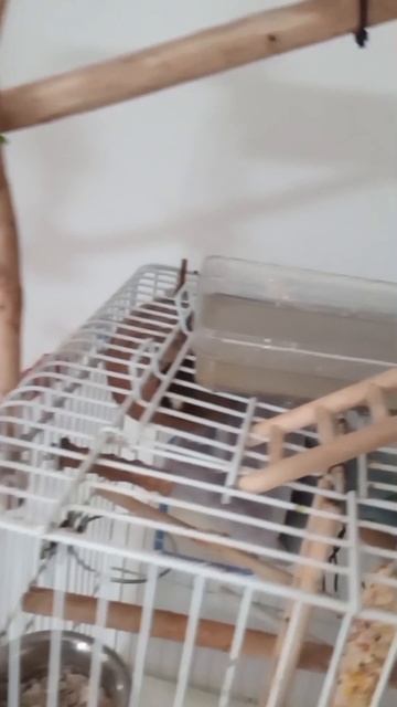Попугай Пиррура Дюдю