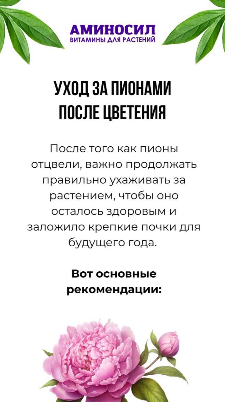 🌺Уход за пионами после цветения