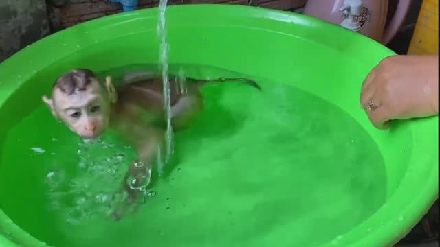 Обезьянке МАЛЫШКЕ повезло Нашли одну в лесу Живёт в доме Купают Кормят СМЕШНАЯ МАЛЮПУСЯ