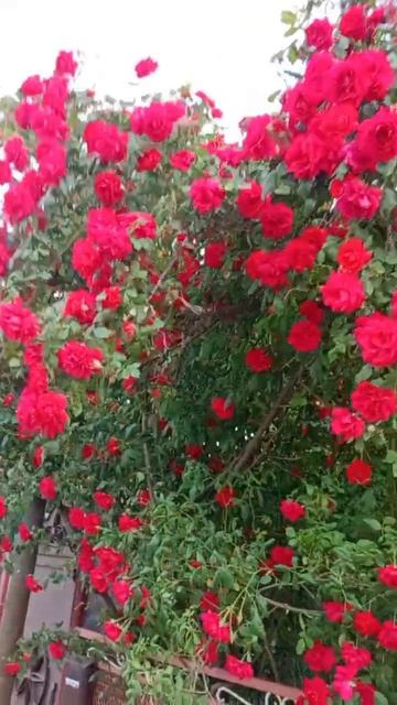Роза 🌹 королева цветов 💐