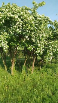 Цветет калина, 31 мая 2025.