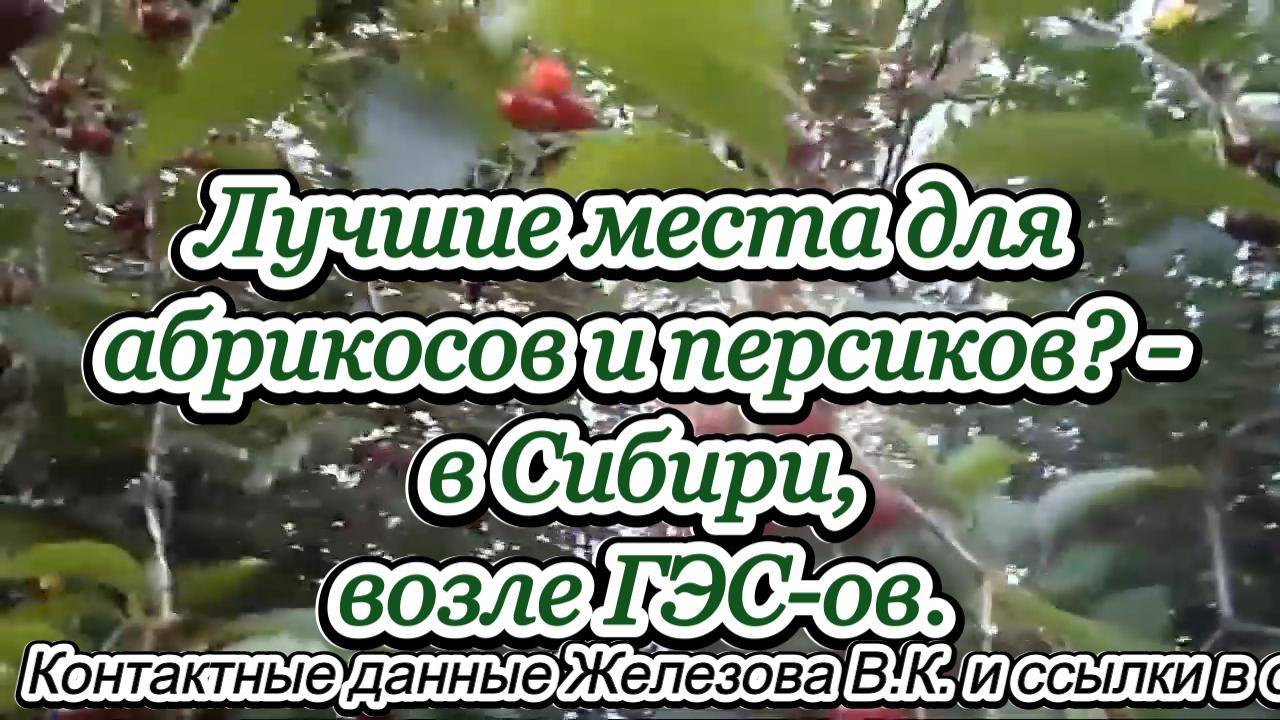 Лучшие места для абрикосов и персиков? - в Сибири, возле ГЭС-ов.
