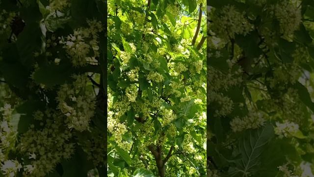 деревья черноклёна с жужжащими на них пчёлами.