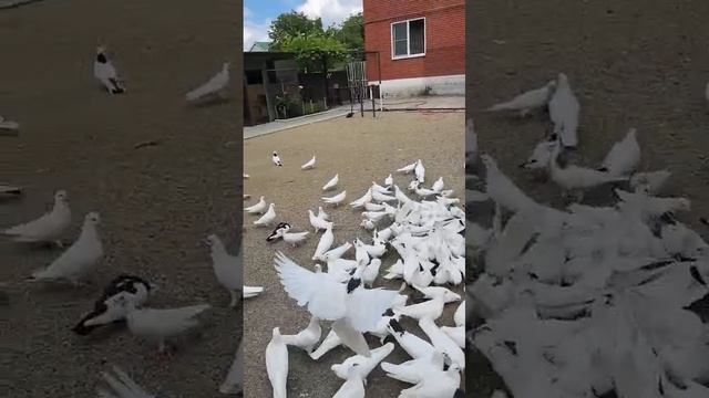 31.05.2025г Бакинские Бойные Юрия п.Яблуновский.