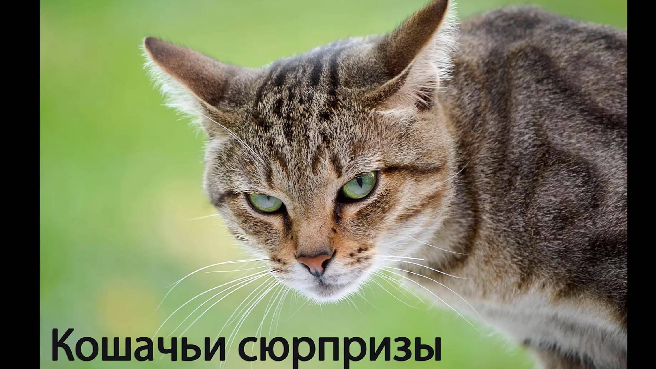 Кошачьи сюрпризы. Видео