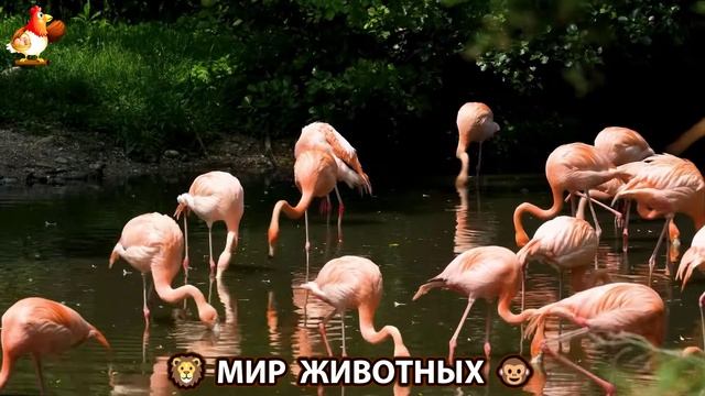 Животный мир планеты – красота и грация созданий Природы 🦁🦚🐵 Выпуск (77) 🐻🦉🦝